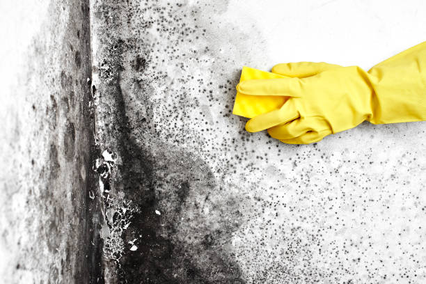 Best Water Damage & Mold Remediation  in Mansfield, OH
